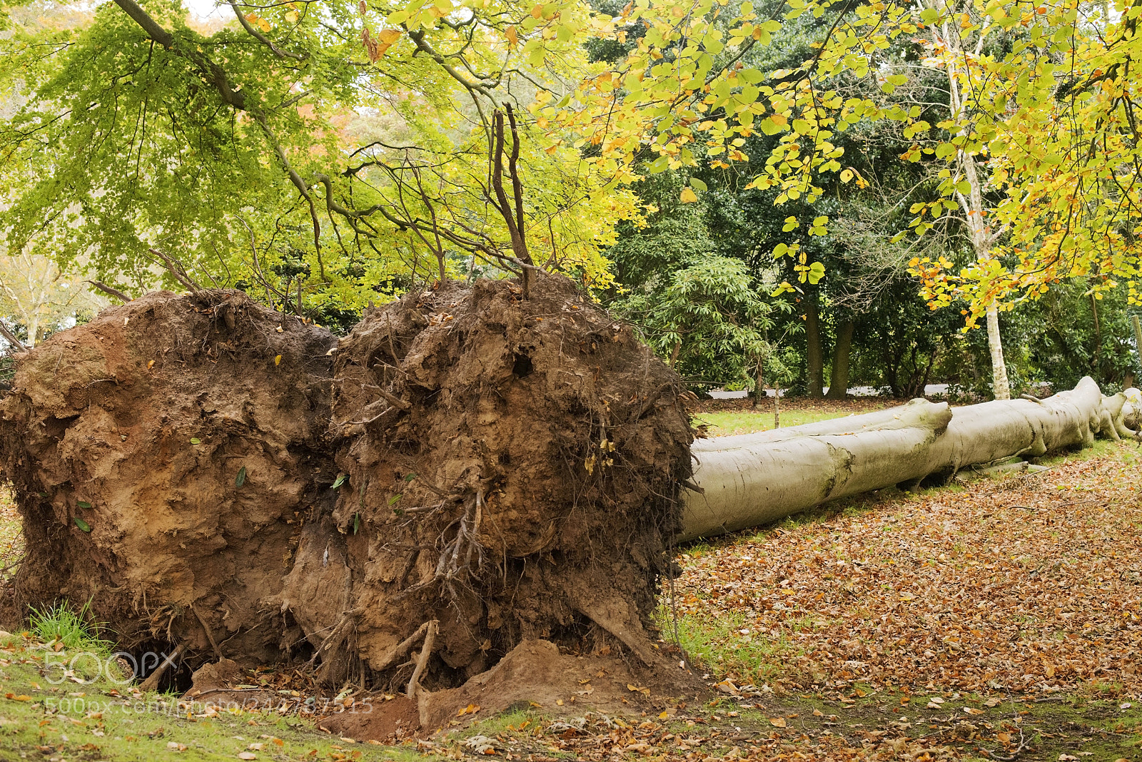 Nikon D600 sample photo. Age or storm? photography