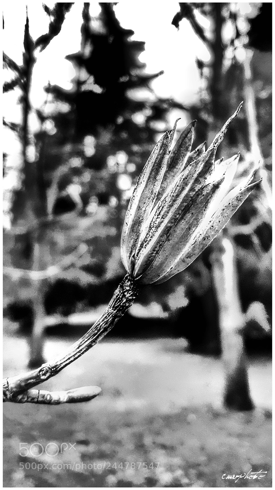 Samsung Galaxy S6 sample photo. Fiore d'inverno 3 photography
