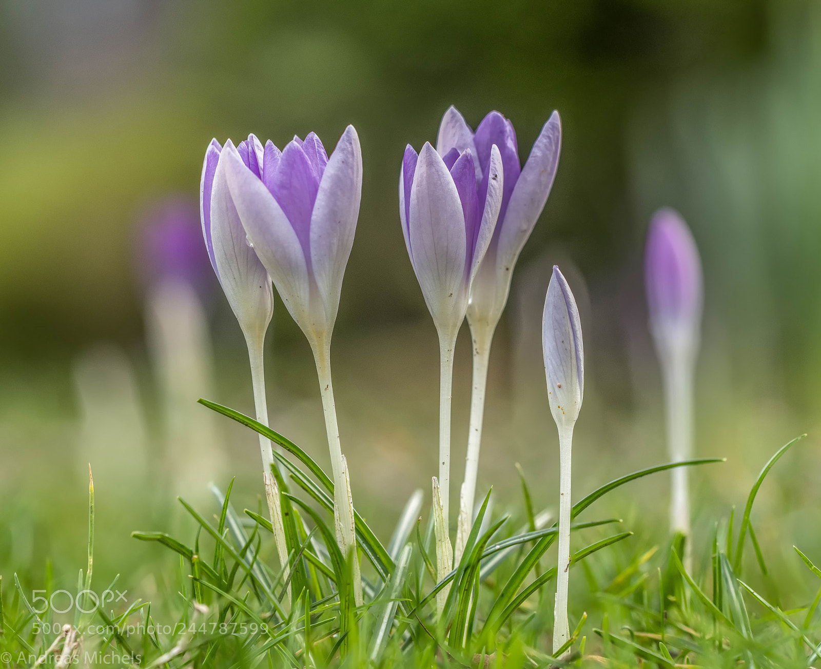 Nikon D850 sample photo. Little spring. photography