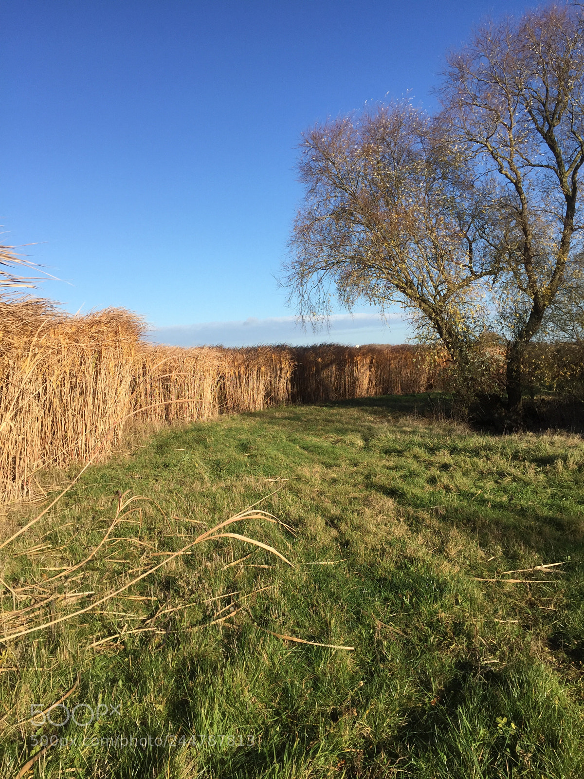 Apple iPhone 6 sample photo. Reed fields winter 2017. photography