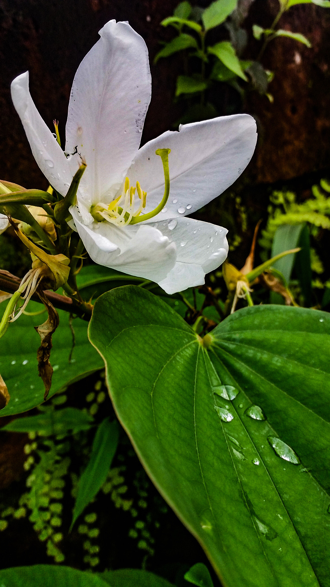 Samsung Galaxy E7 sample photo. Every flower is a soul,blossoming in nature❤ photography