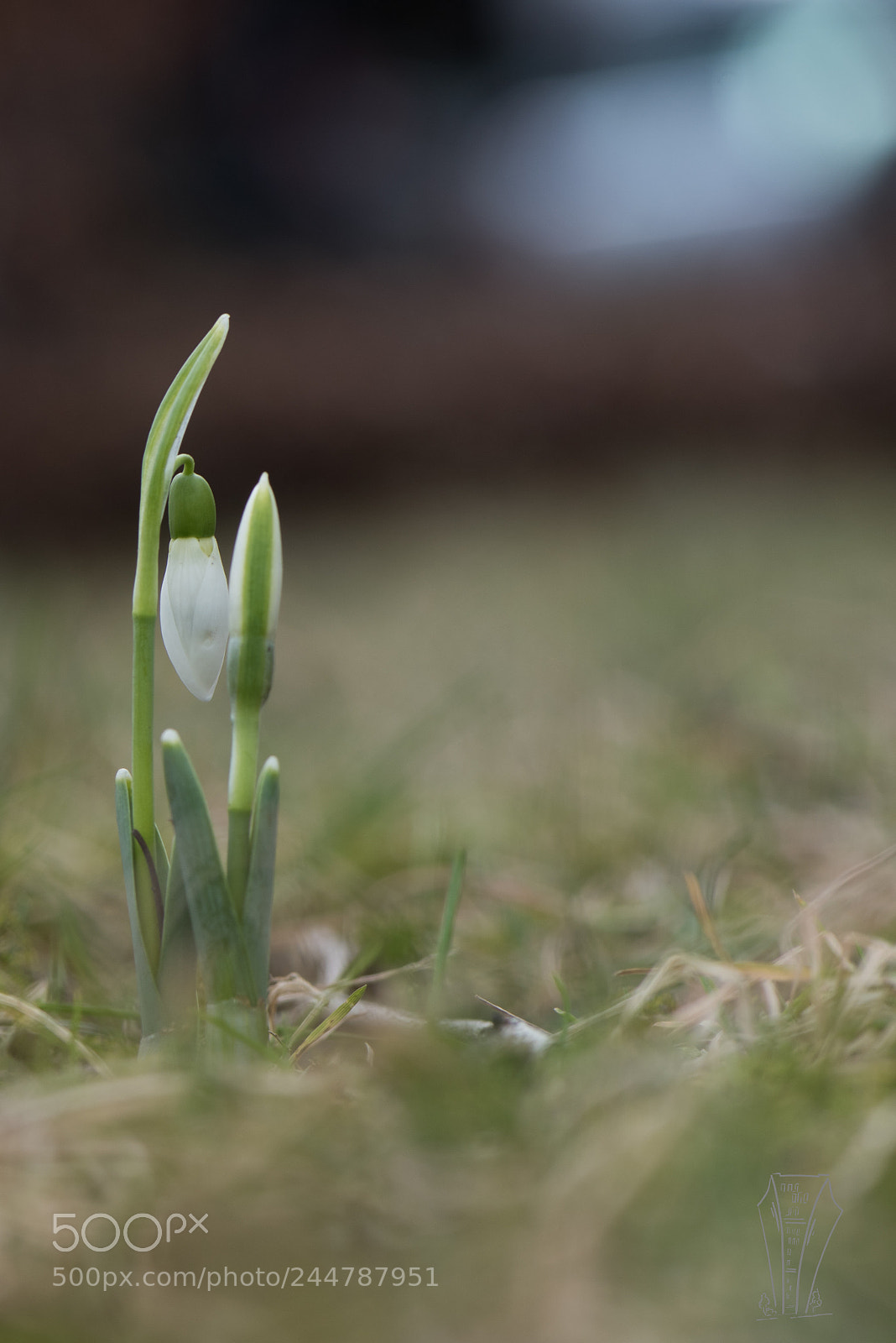Nikon D810 sample photo. Schneeglöckchen photography