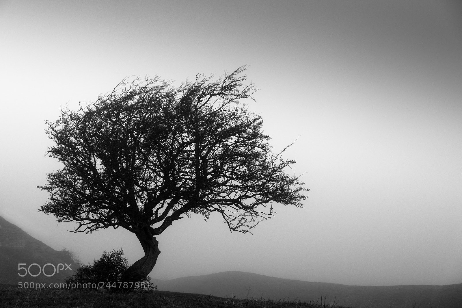 Fujifilm X-T2 sample photo. Tree3 photography