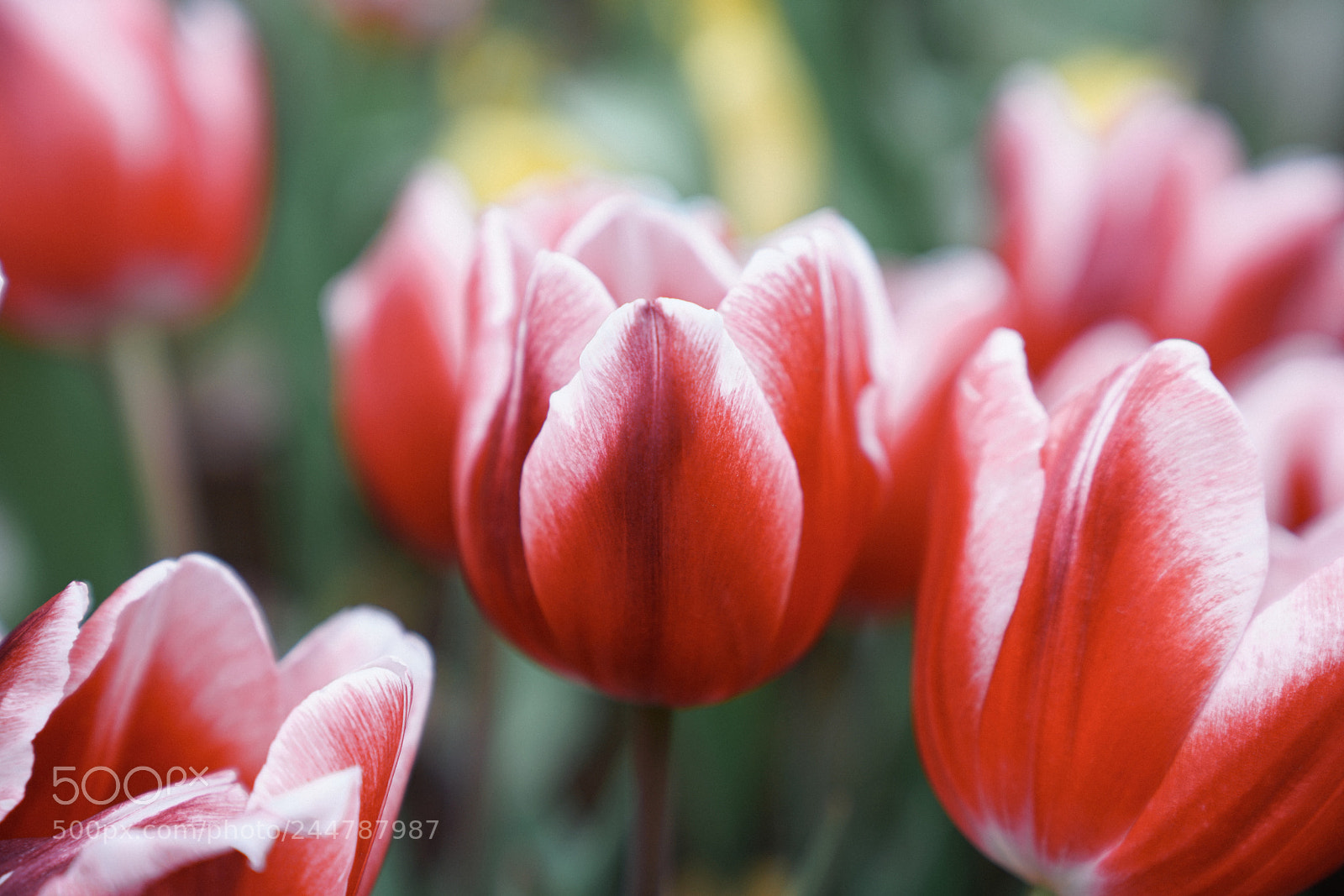 Sony a7R II sample photo. Flower photography