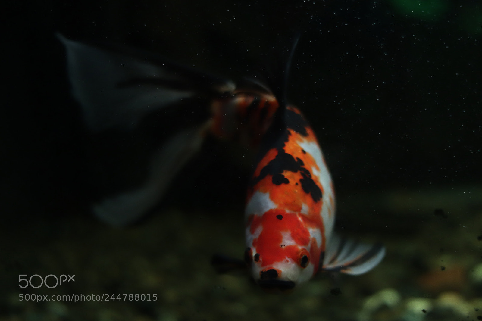 Canon EOS 77D (EOS 9000D / EOS 770D) sample photo. Fish photography