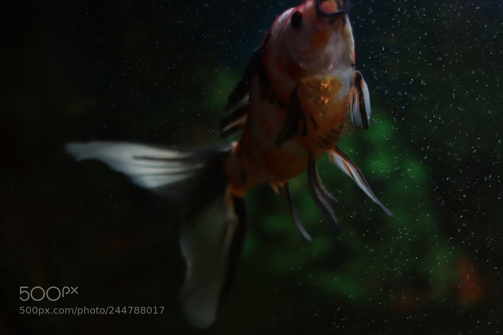 Canon EOS 77D (EOS 9000D / EOS 770D) sample photo. Fish photography