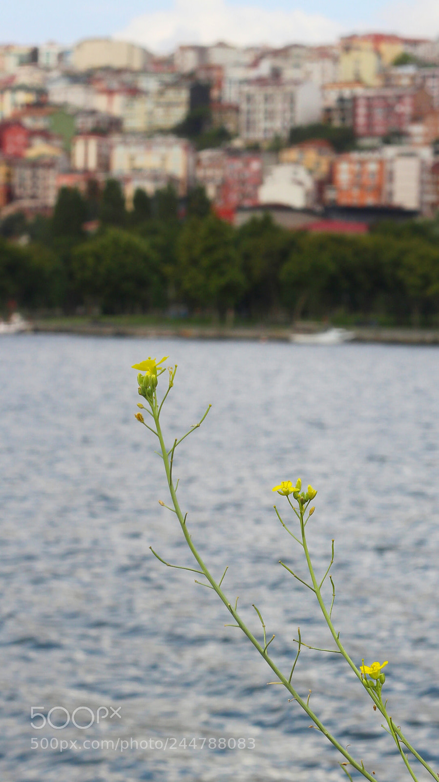 Canon EOS 650D (EOS Rebel T4i / EOS Kiss X6i) sample photo. Untitled photography