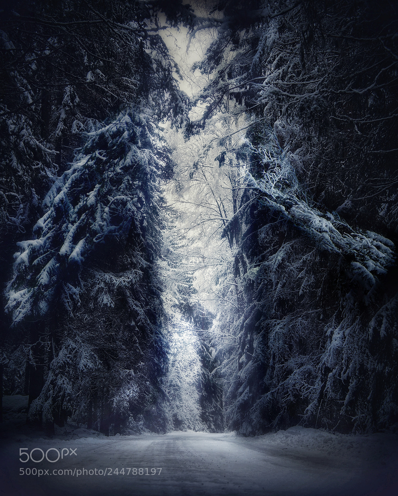 Olympus OM-D E-M1 sample photo. Winter monster photography