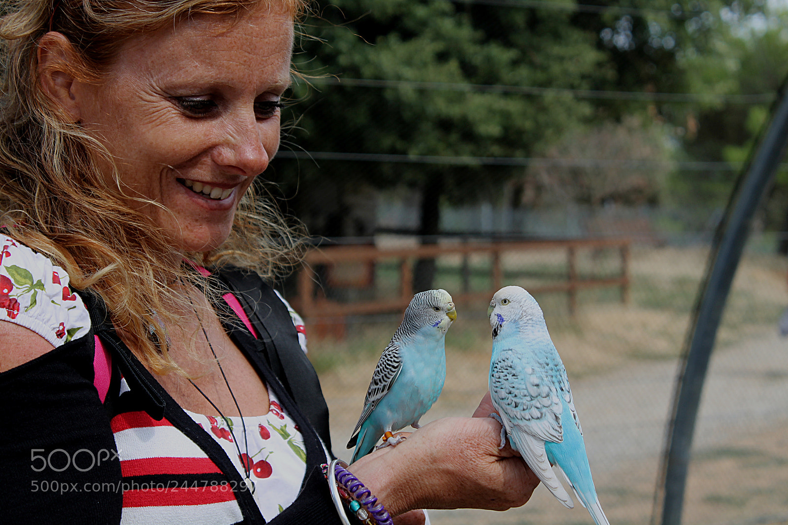 Canon EOS 1100D (EOS Rebel T3 / EOS Kiss X50) sample photo. Inseparable parakeets photography