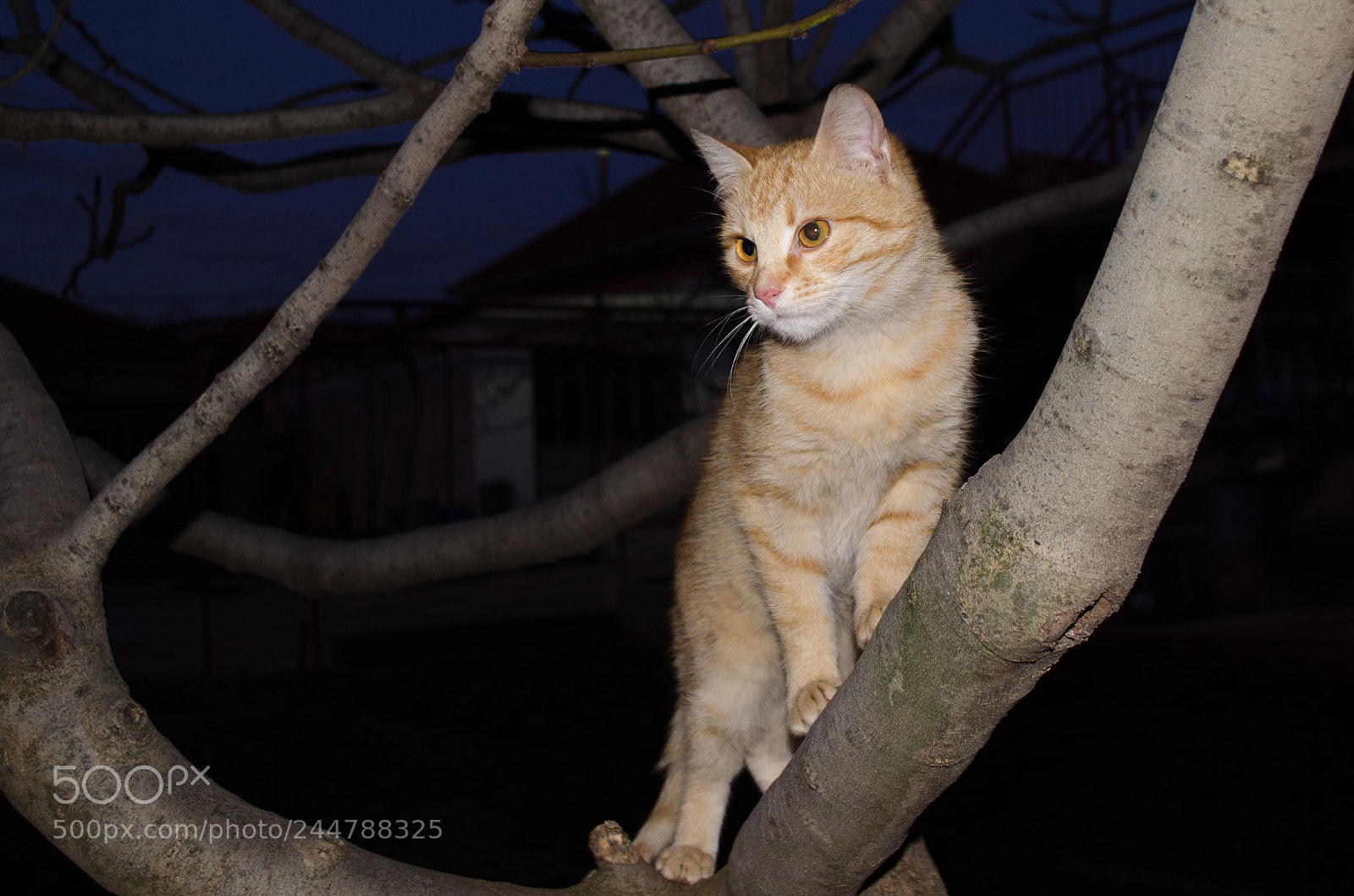 Nikon D5100 sample photo. Macak photography