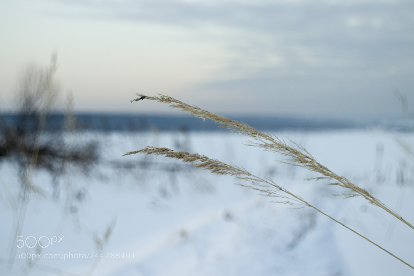 Canon EOS 77D (EOS 9000D / EOS 770D) sample photo. Winter photography