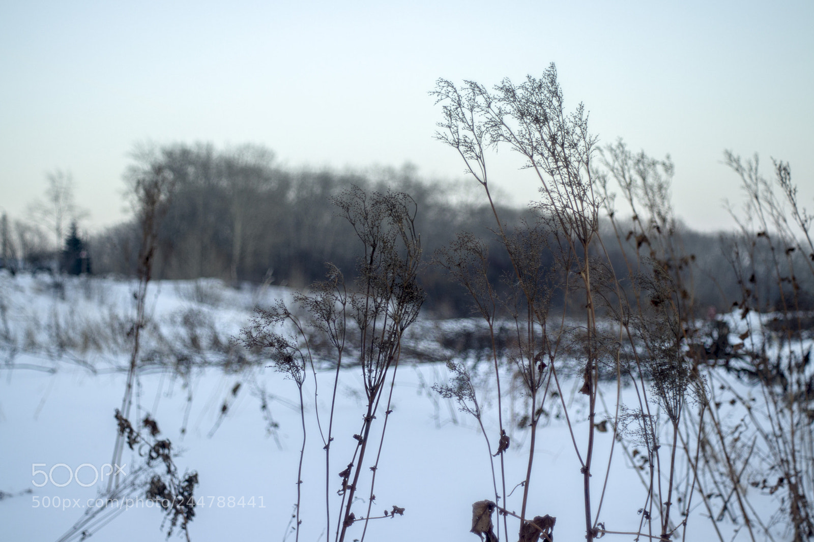Canon EOS 77D (EOS 9000D / EOS 770D) sample photo. Winter photography