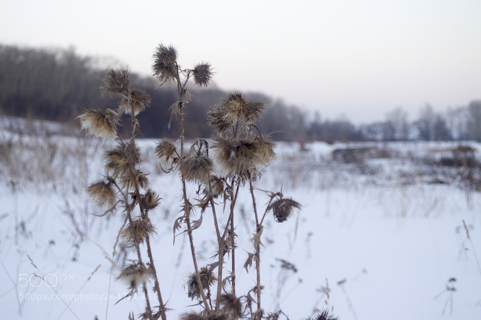 Canon EOS 77D (EOS 9000D / EOS 770D) sample photo. Winter photography