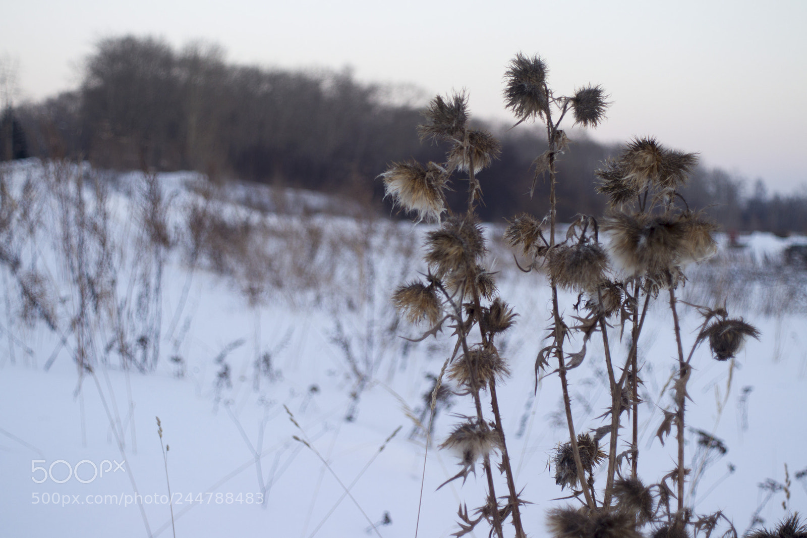 Canon EOS 77D (EOS 9000D / EOS 770D) sample photo. Winter photography