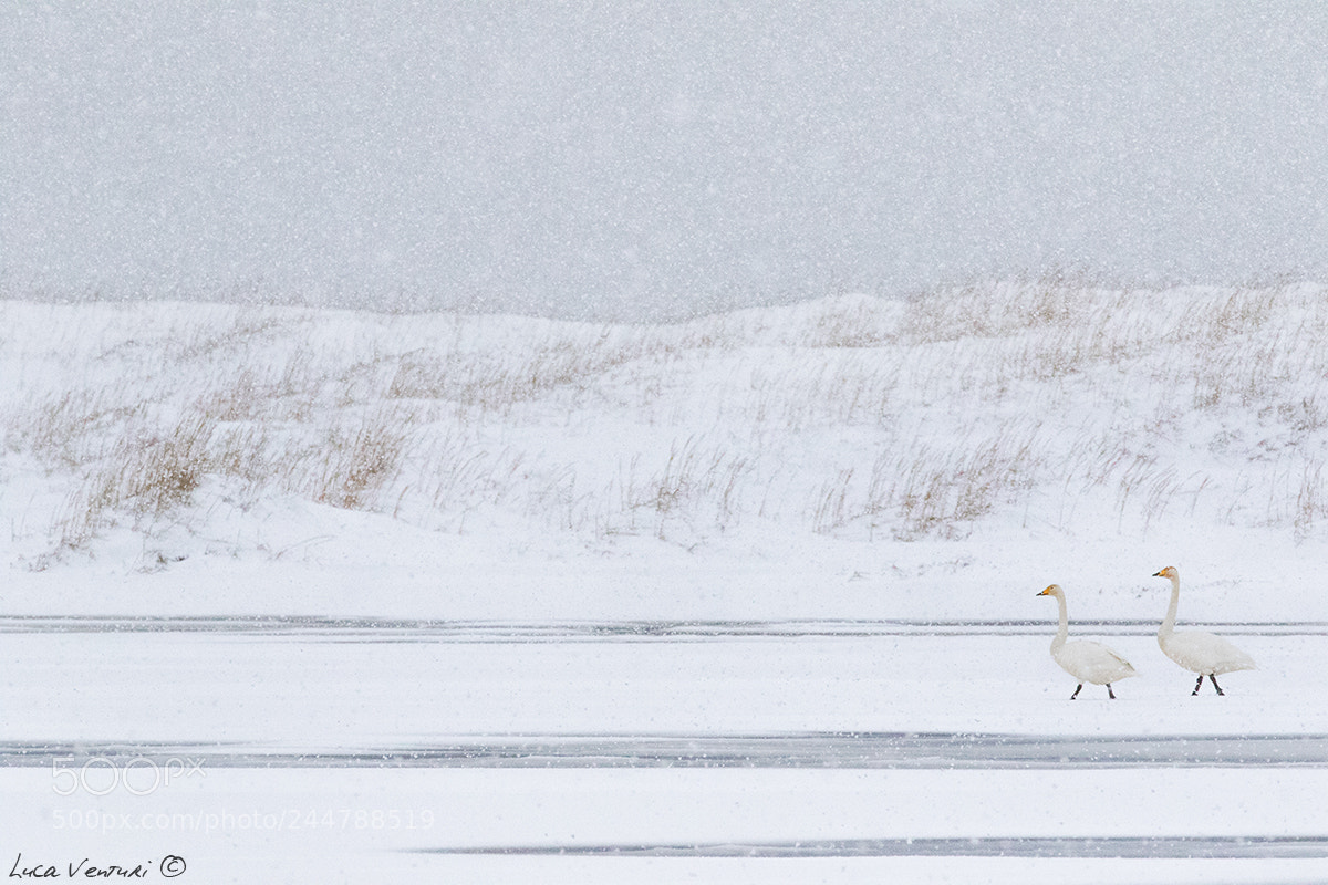 Canon EOS 7D Mark II sample photo. Whooper swans under a photography