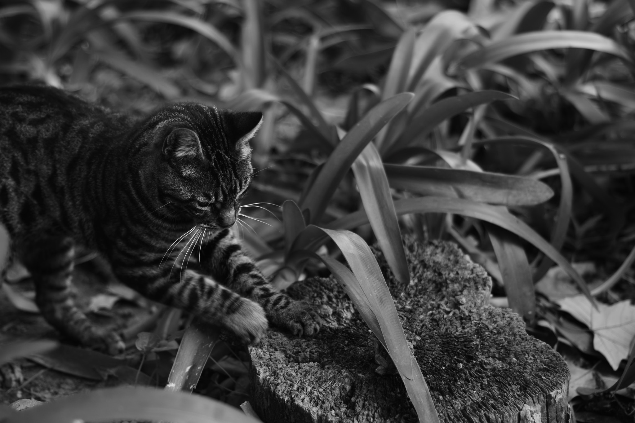 AF Nikkor 50mm f/1.8 sample photo