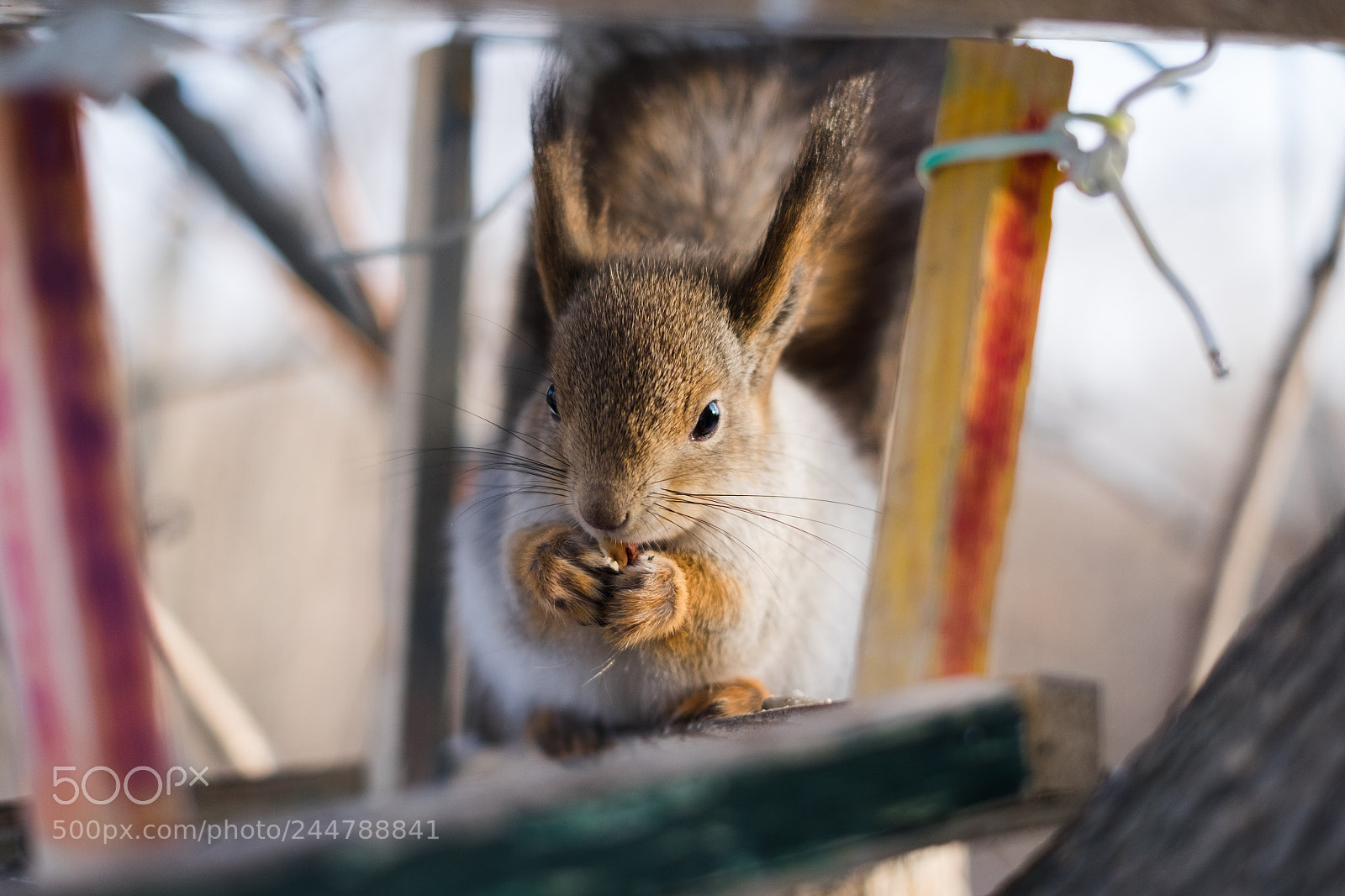 Fujifilm X-T10 sample photo. белки в лесу photography