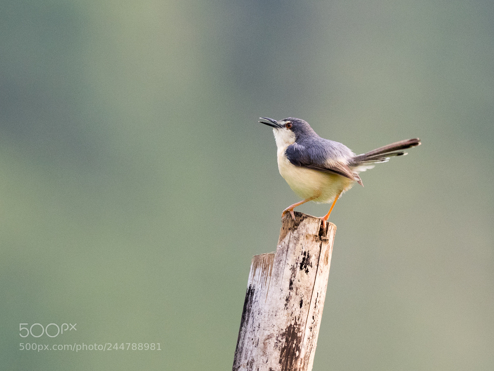 Olympus OM-D E-M1 sample photo. Ashy prinia photography