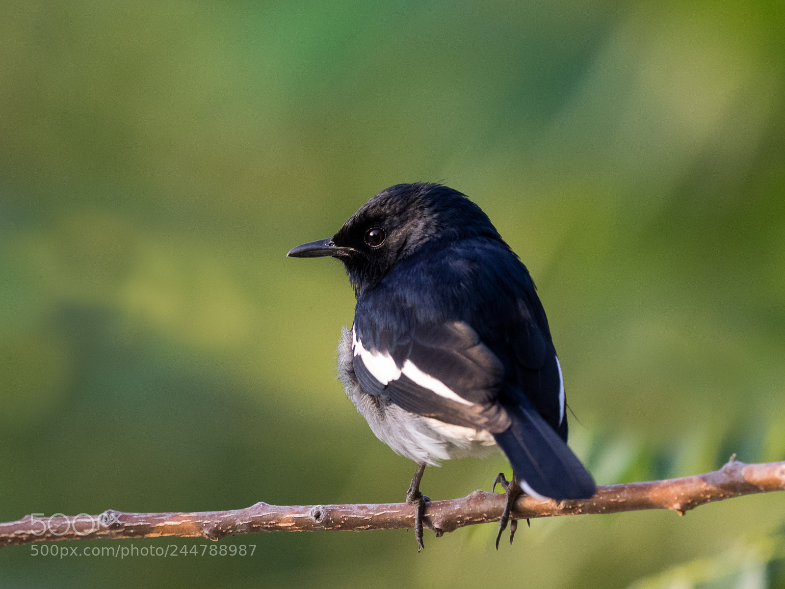 Olympus OM-D E-M1 sample photo. Oriental magpie-robin photography