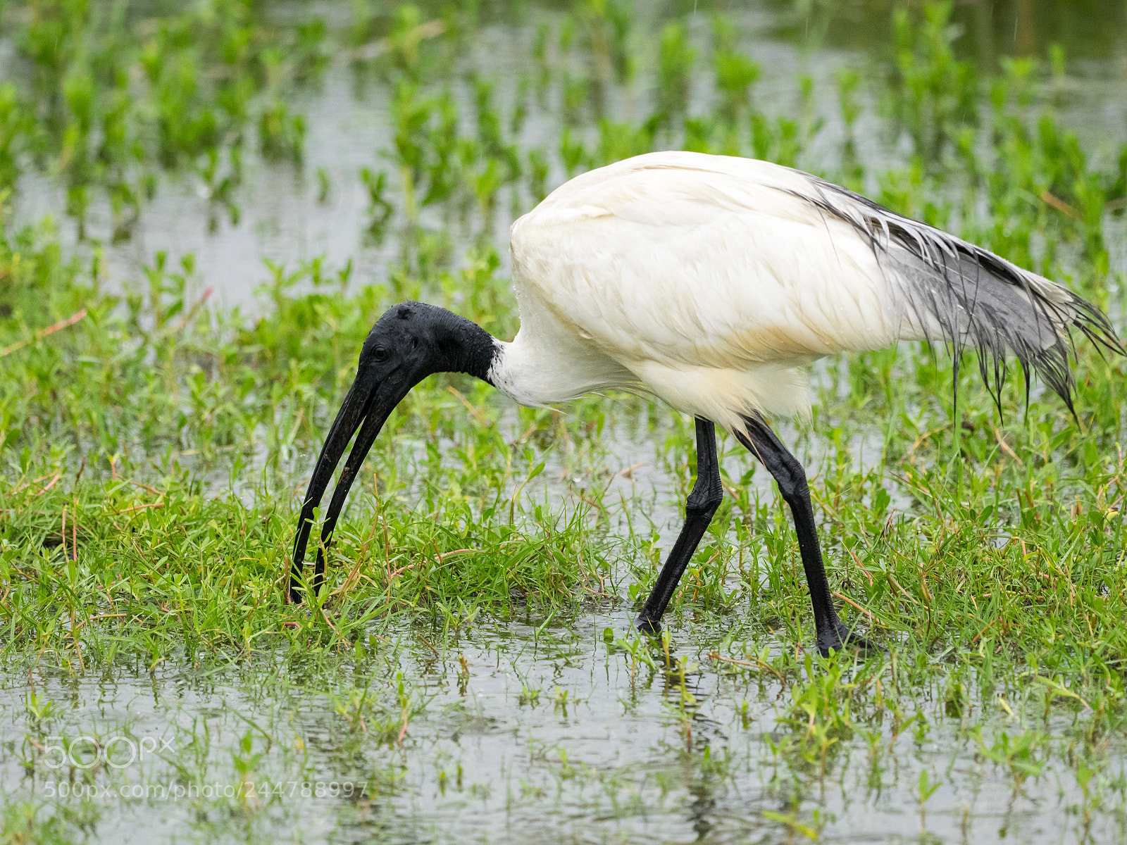 Olympus OM-D E-M1 sample photo. Oriental white ibis photography