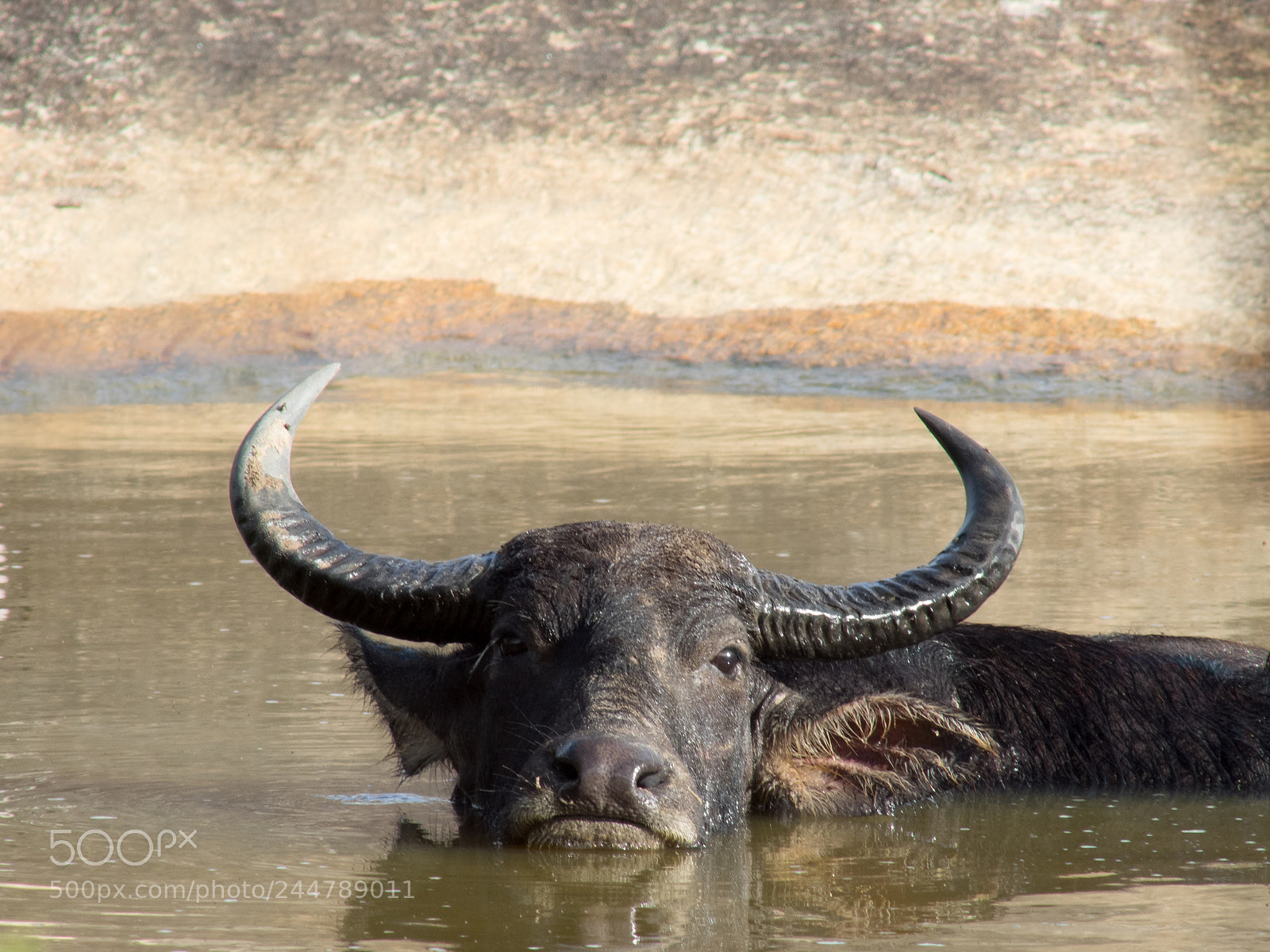 Olympus OM-D E-M1 sample photo. Water buffalo photography