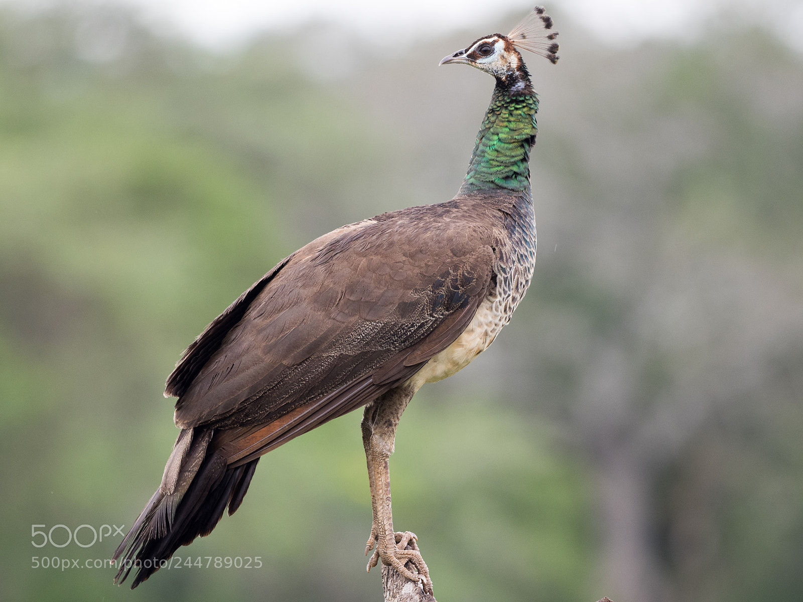 Olympus OM-D E-M1 sample photo. Indian peafowl photography
