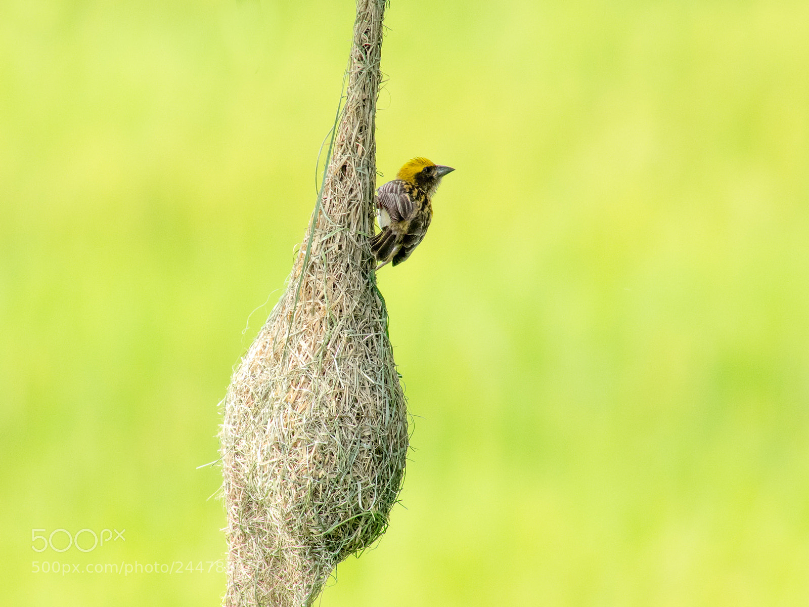 Olympus OM-D E-M1 sample photo. Baya weaver photography
