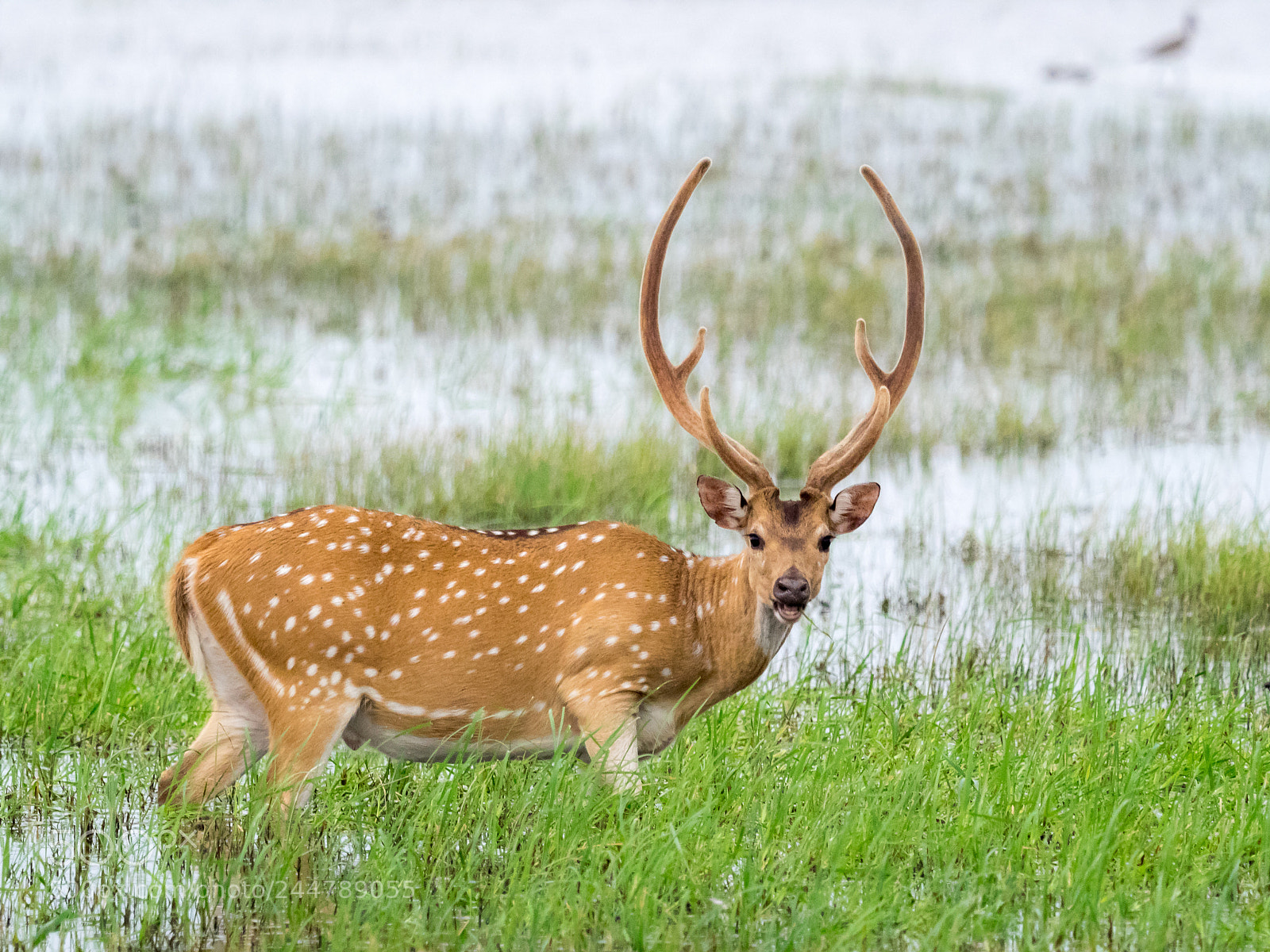 Olympus OM-D E-M1 sample photo. Spotted deer photography