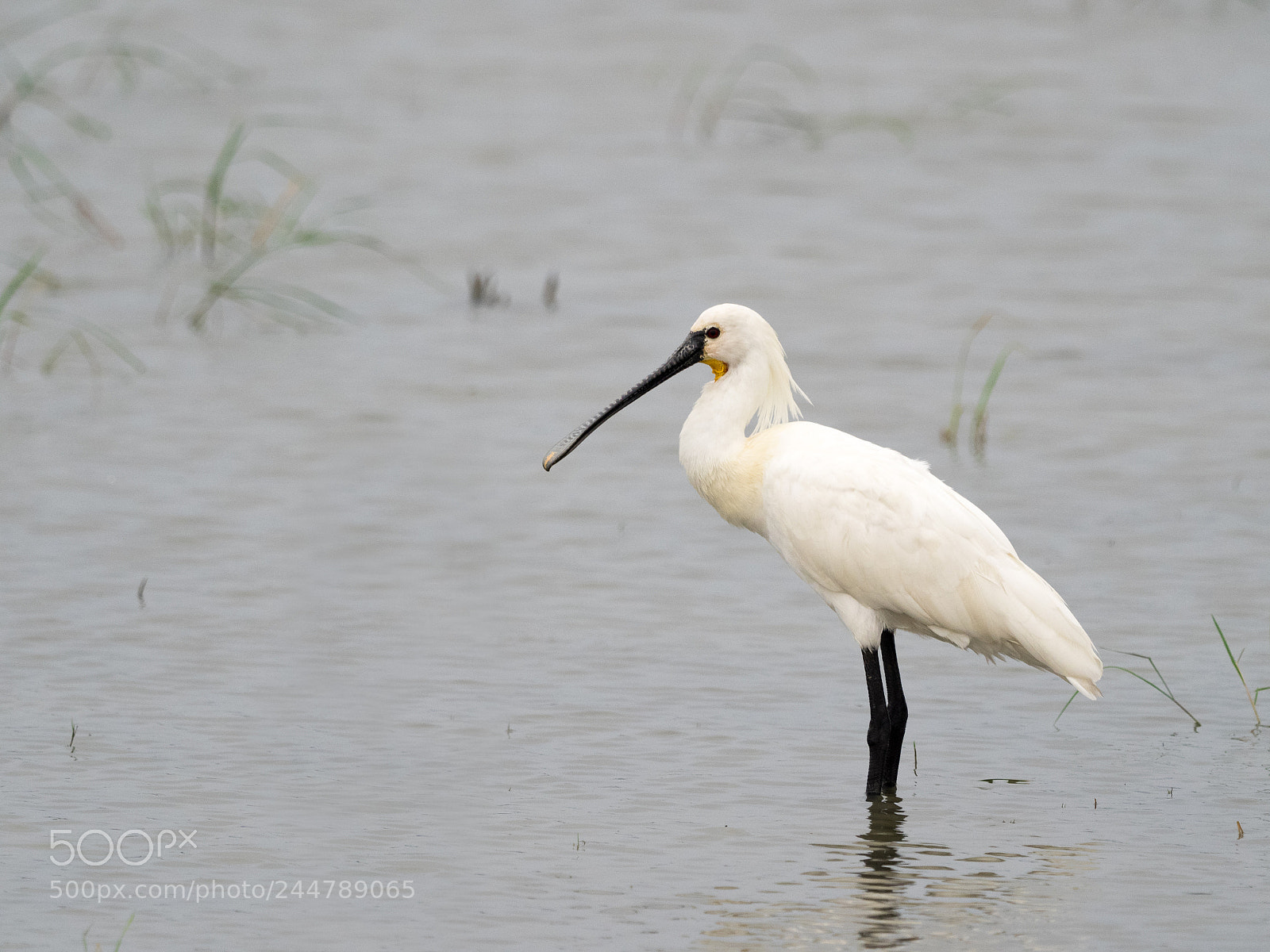 Olympus OM-D E-M1 sample photo. Eurasian spoonbill photography