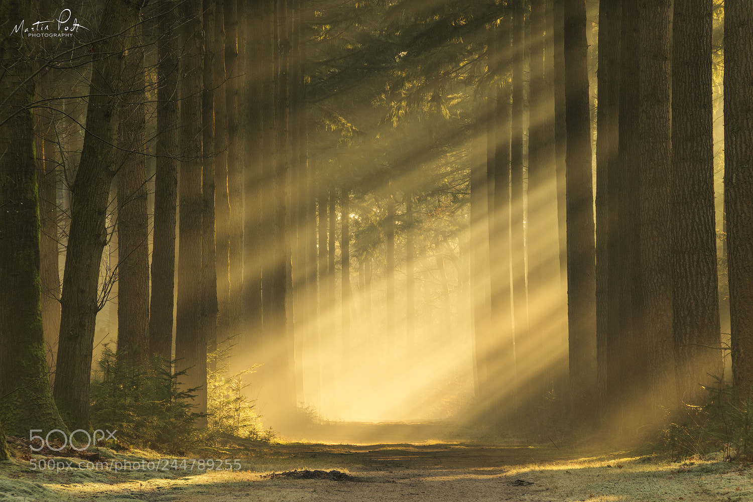 Sony a5100 sample photo. Warm winter light photography