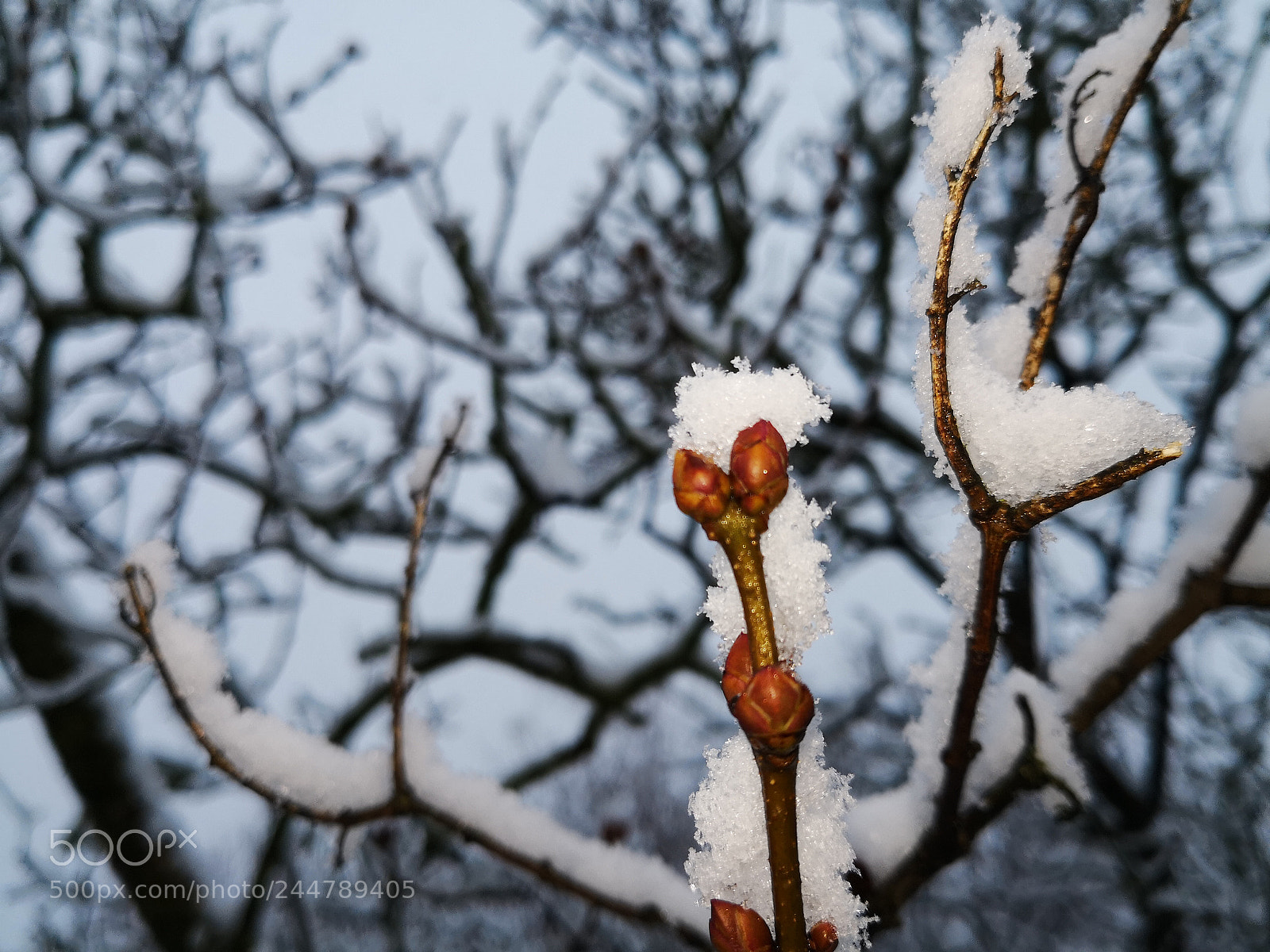 HUAWEI Mate 10 Pro sample photo. Snowbud photography