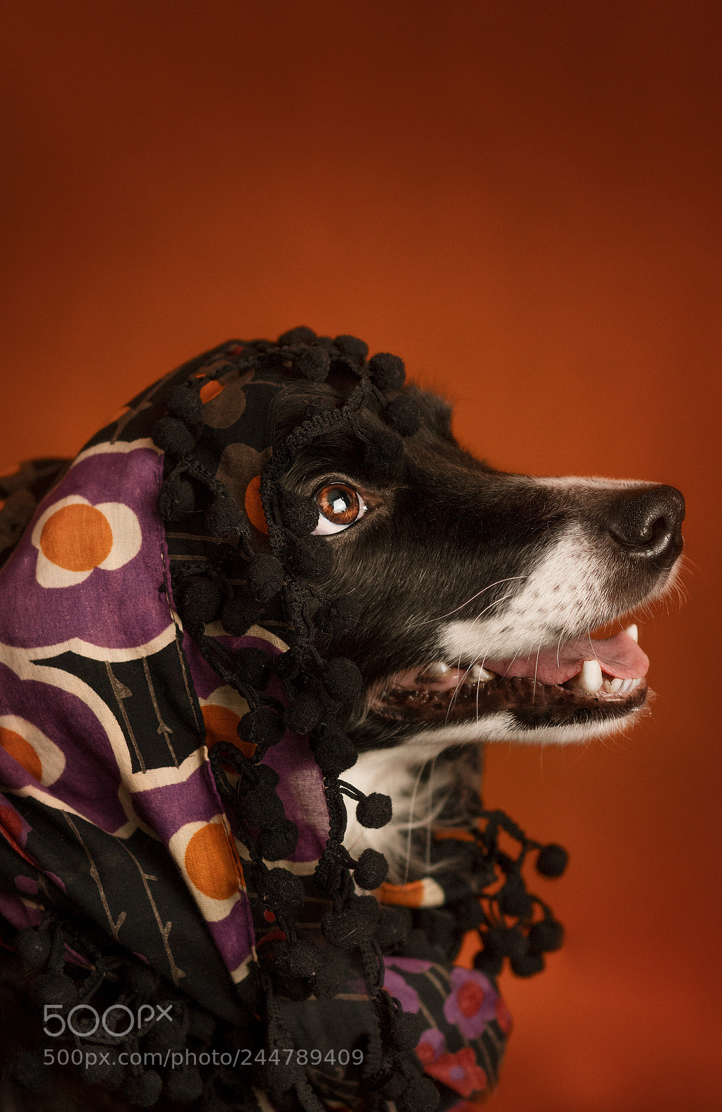 Nikon D500 sample photo. The holy dog photography