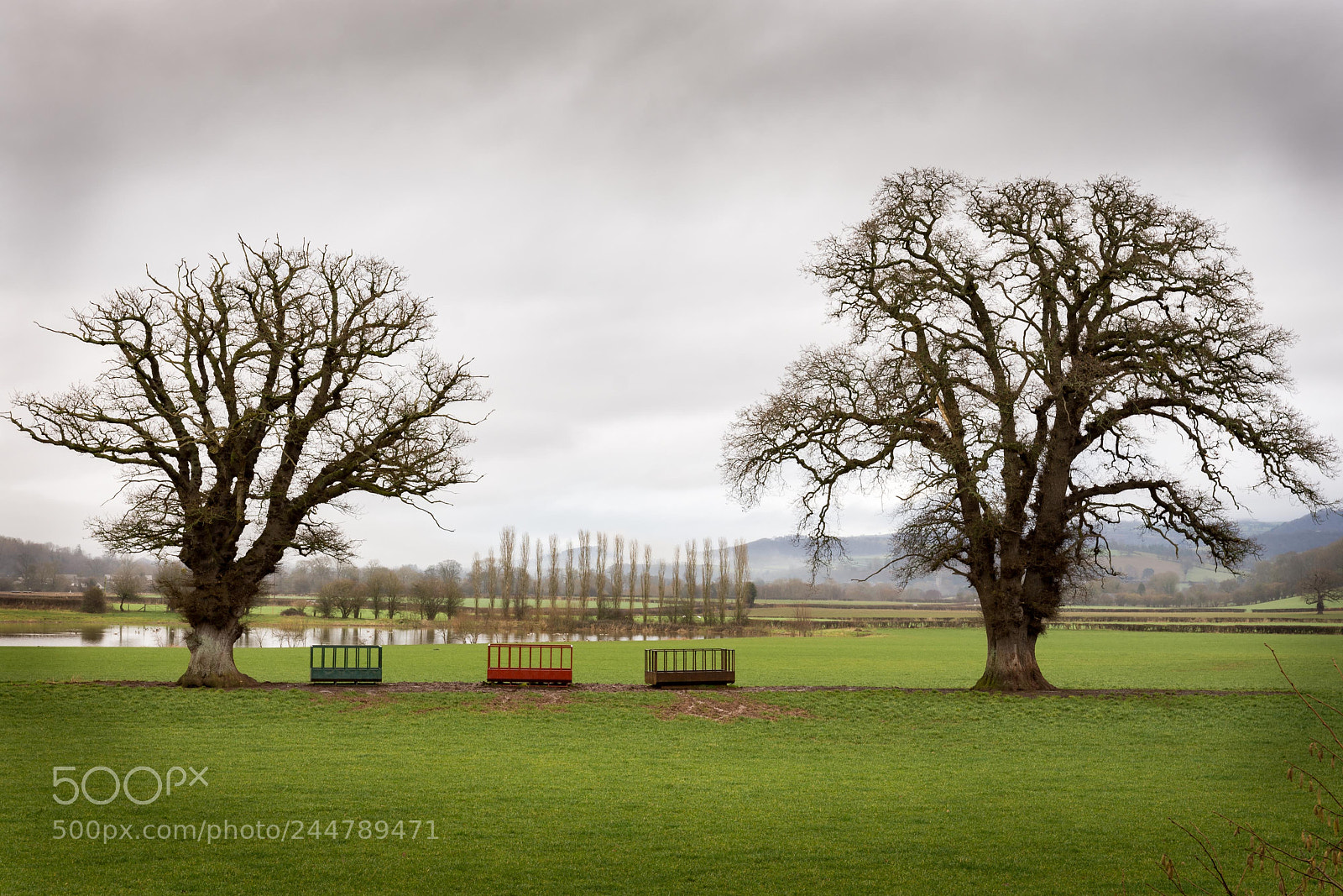 Nikon D7200 sample photo. Two trees photography