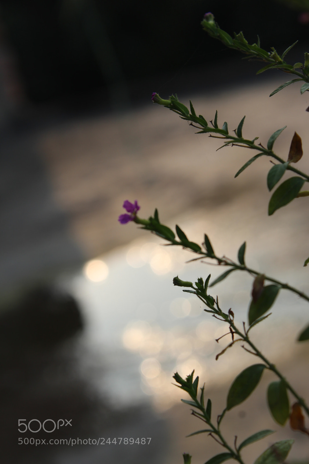 Canon EF-S 18-55mm F3.5-5.6 III sample photo. Img photography