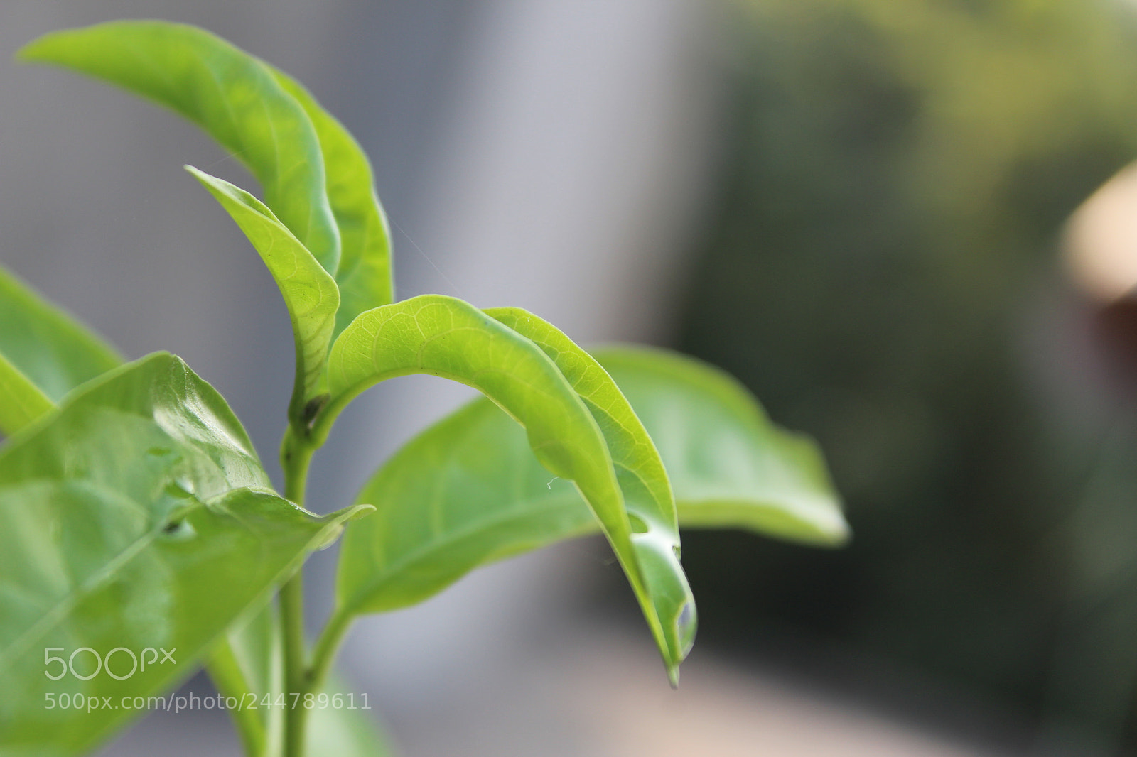 Canon EF-S 18-55mm F3.5-5.6 III sample photo. Img photography