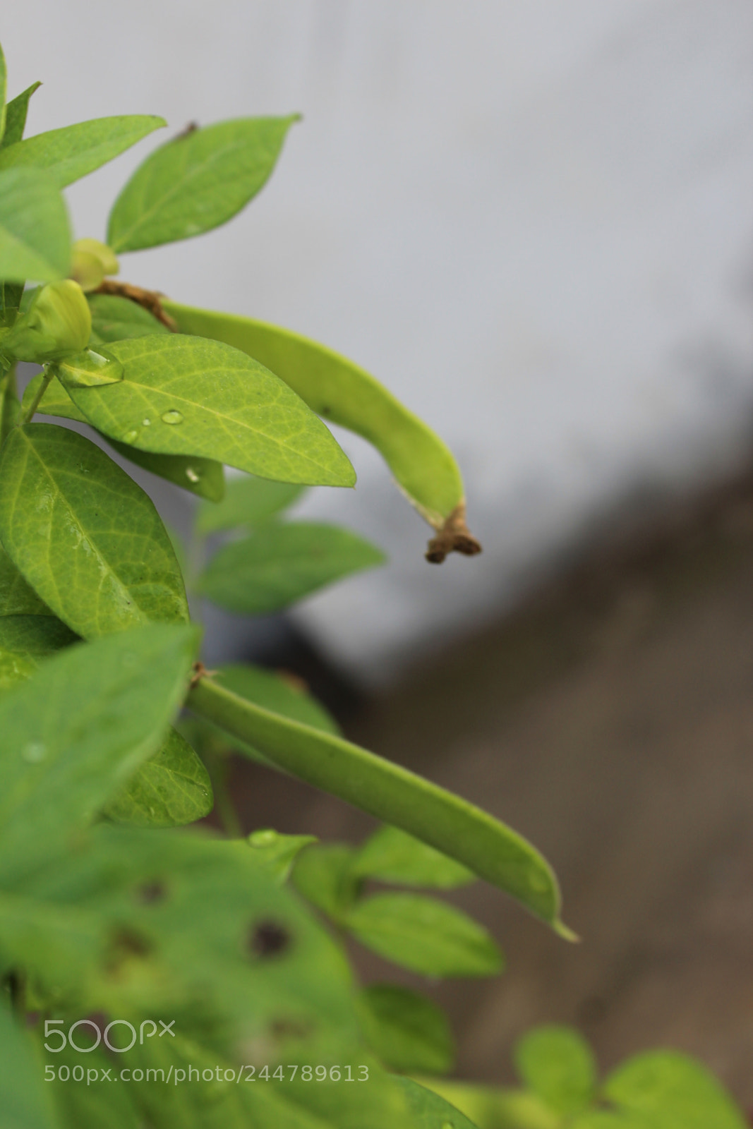 Canon EF-S 18-55mm F3.5-5.6 III sample photo. Img photography