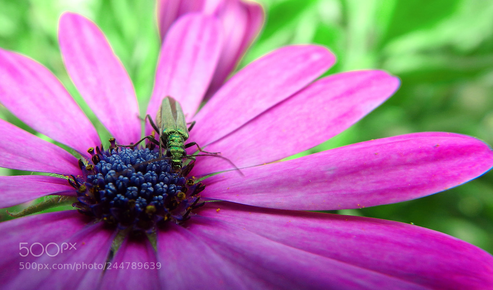Olympus SP-100EE sample photo. Purple macro photography