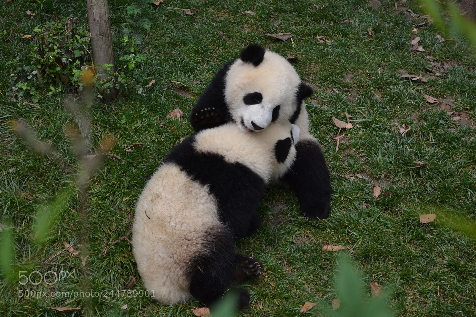 Nikon D3100 sample photo. Green panda day photography