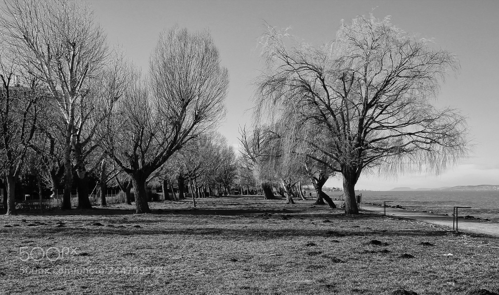 Canon EOS 1300D (EOS Rebel T6 / EOS Kiss X80) sample photo. Trees near balaton photography