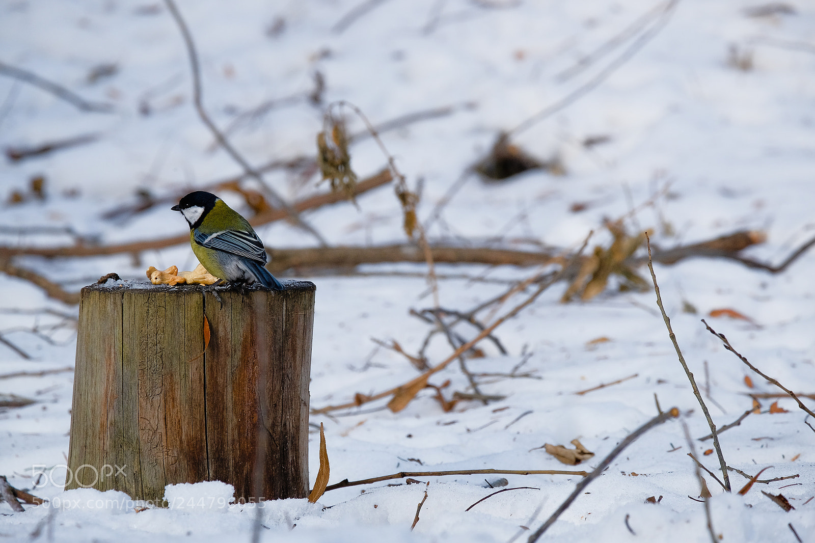 Fujifilm X-T10 sample photo. синица в зимнем лесу photography