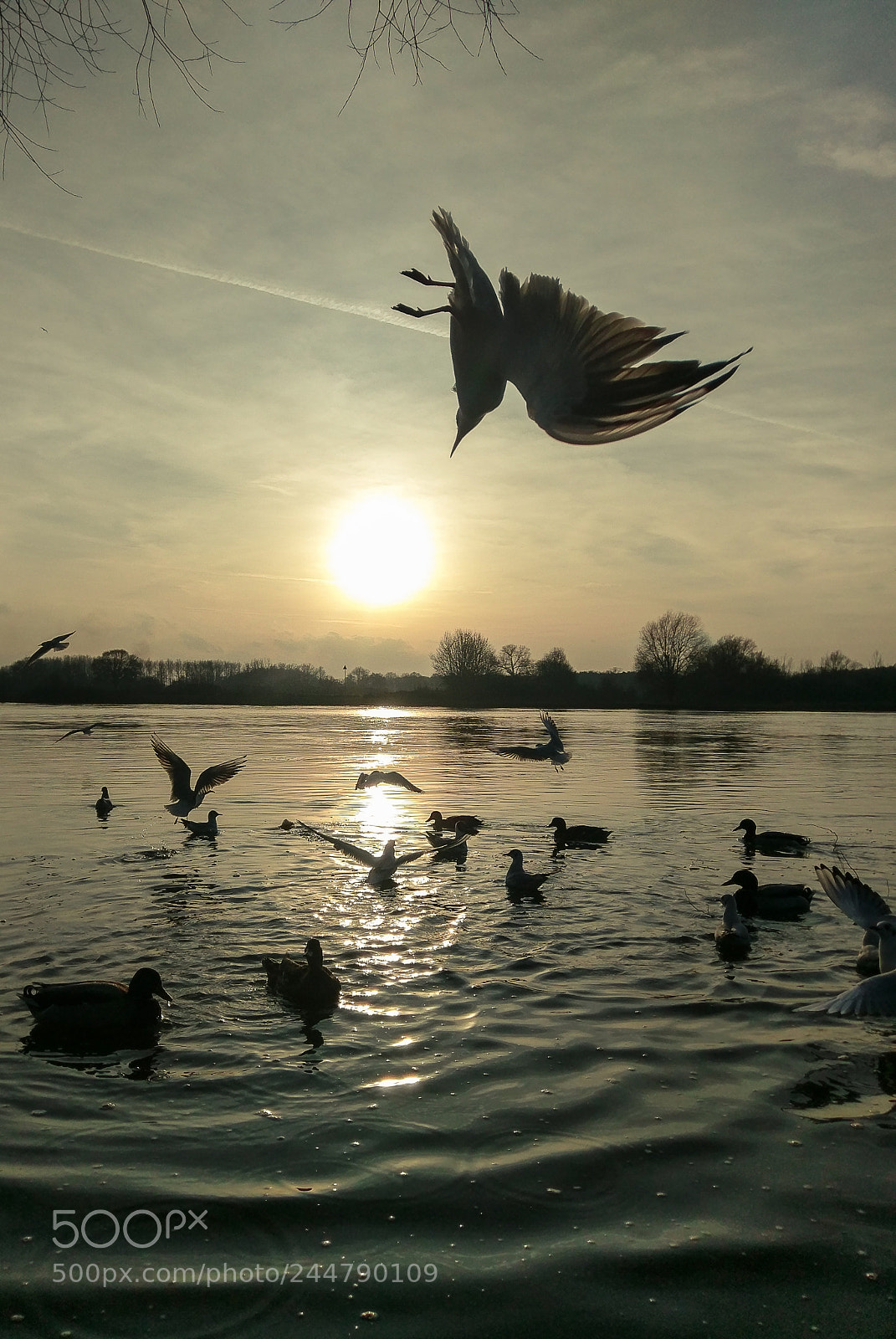 HTC 10 sample photo. Seaguls backflip... photography