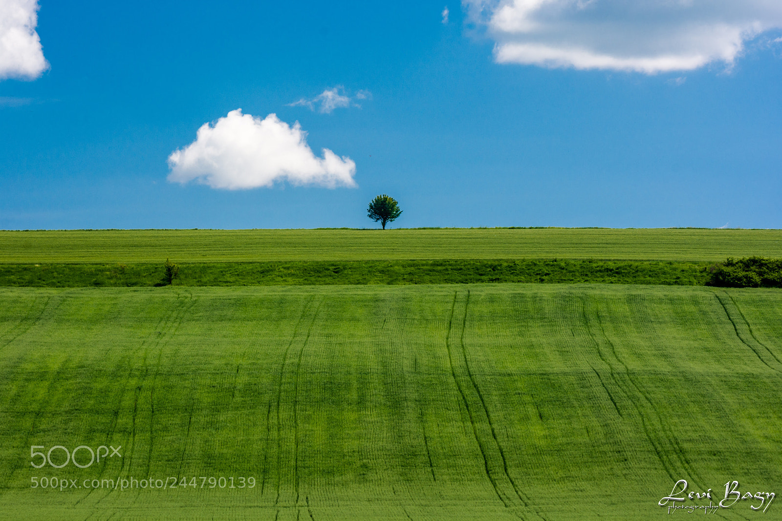 Nikon D7100 sample photo. The tree photography
