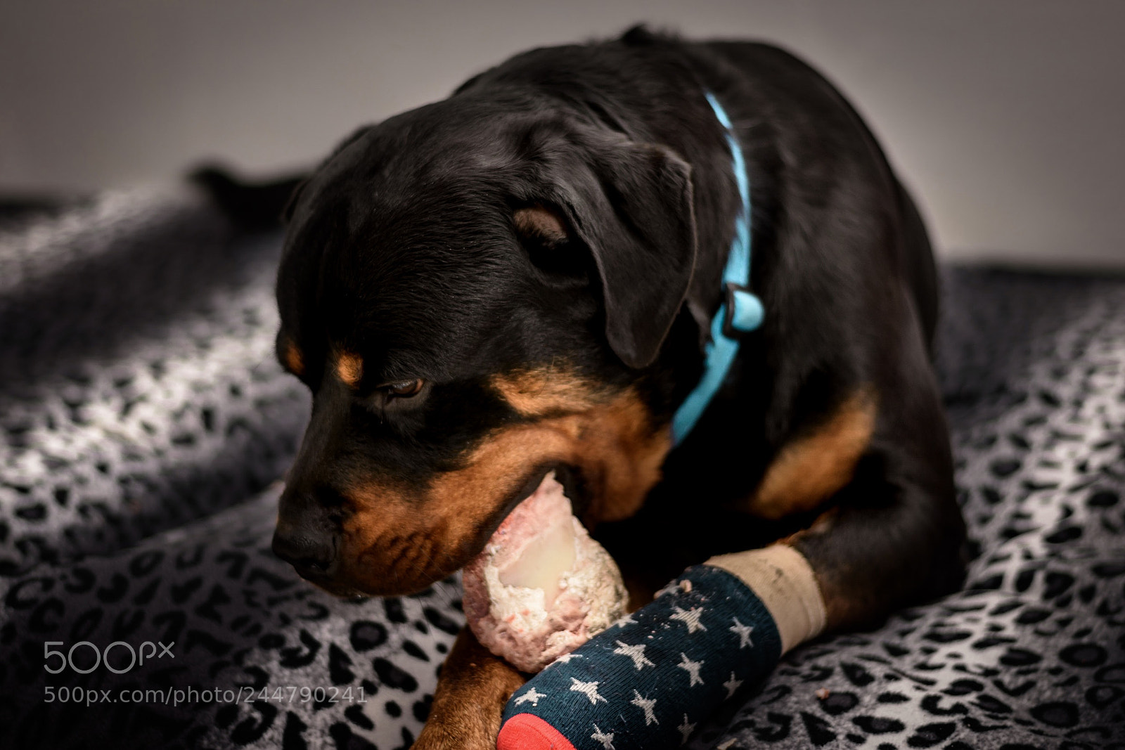 Nikon D7200 sample photo. Got a big bone photography