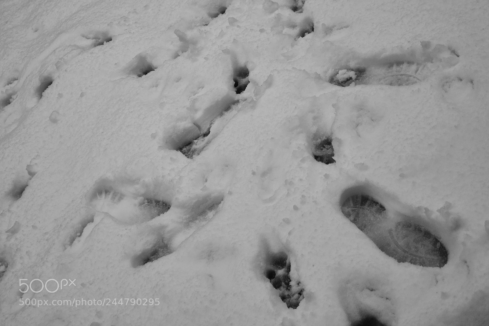 Panasonic Lumix DMC-ZS100 (Lumix DMC-TZ100) sample photo. Winter is here photography