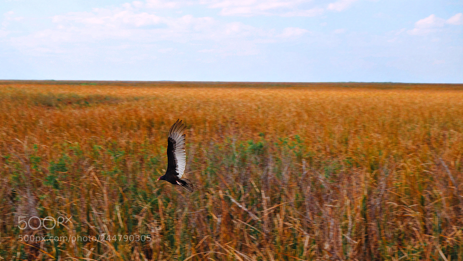 Sony Cyber-shot DSC-RX100 II sample photo. Bird of prey photography
