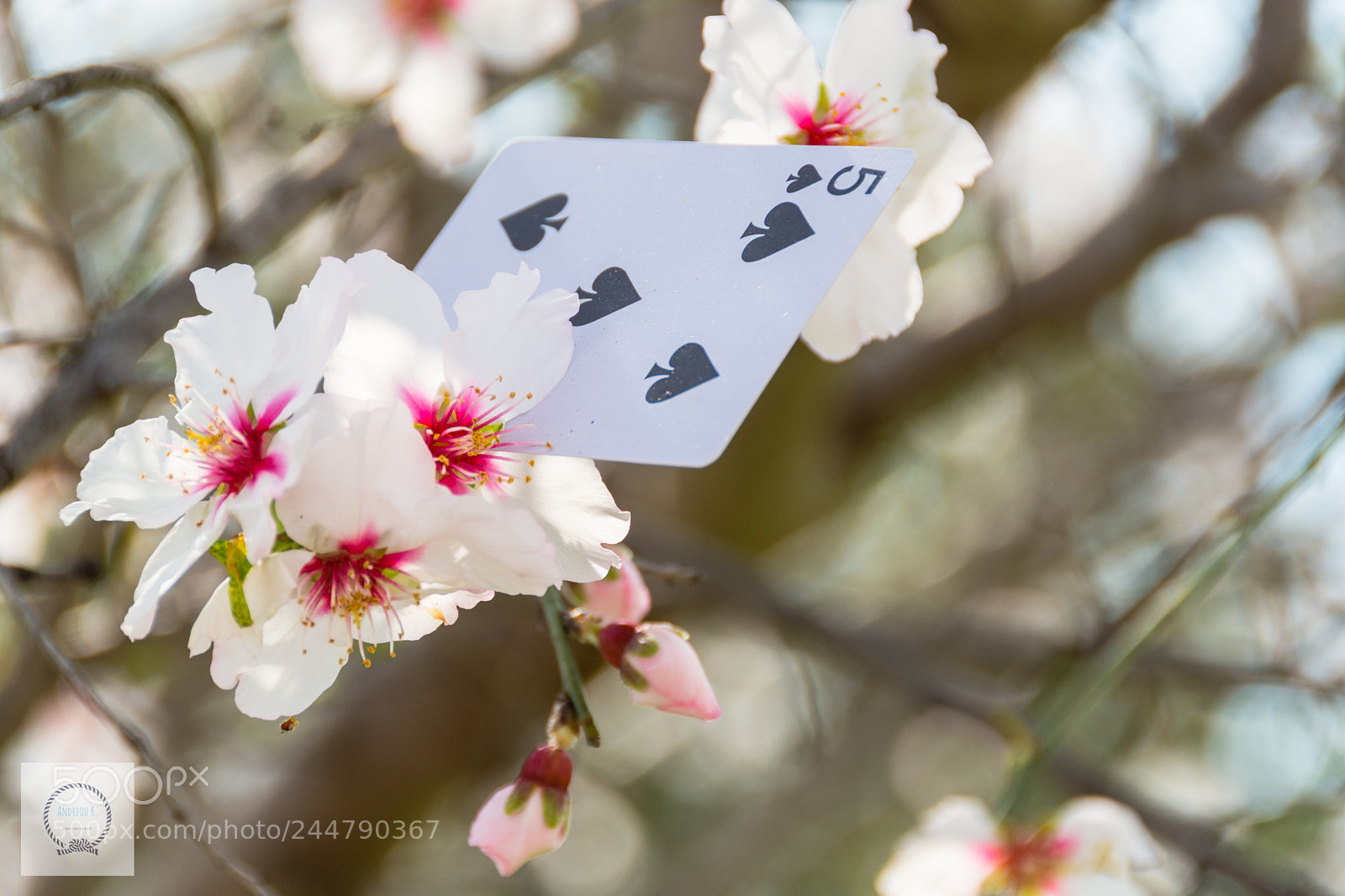 Nikon D7200 sample photo. 5 spades photography