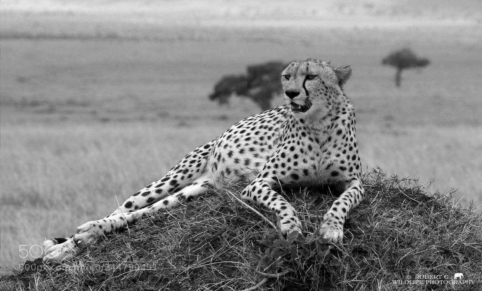 Sony SLT-A77 sample photo. Cheetah on hill photography