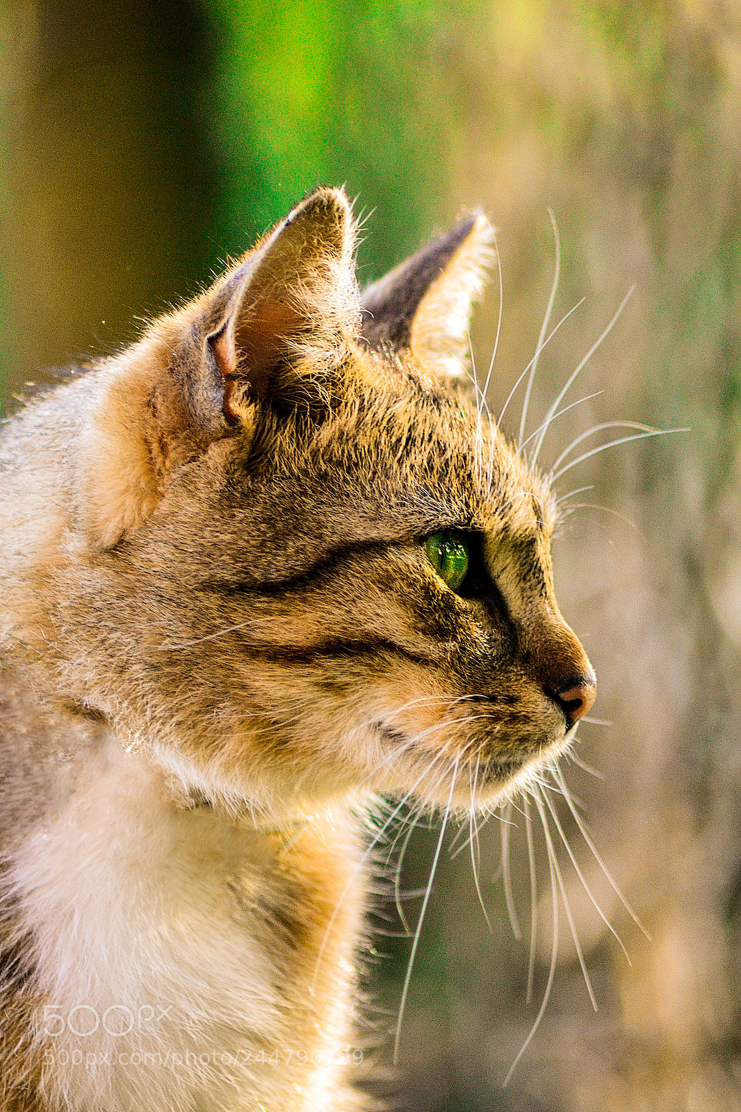 Nikon D3100 sample photo. Cat's head photography
