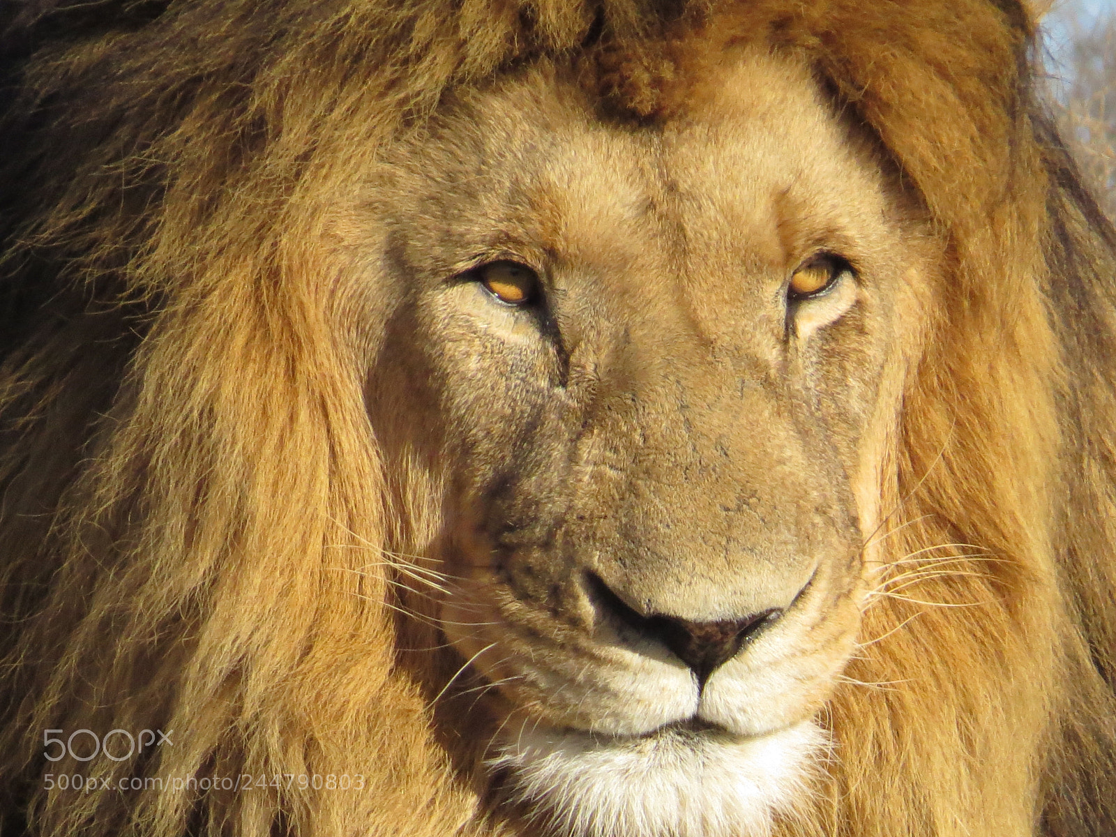 Canon PowerShot SX50 HS sample photo. Lion photography