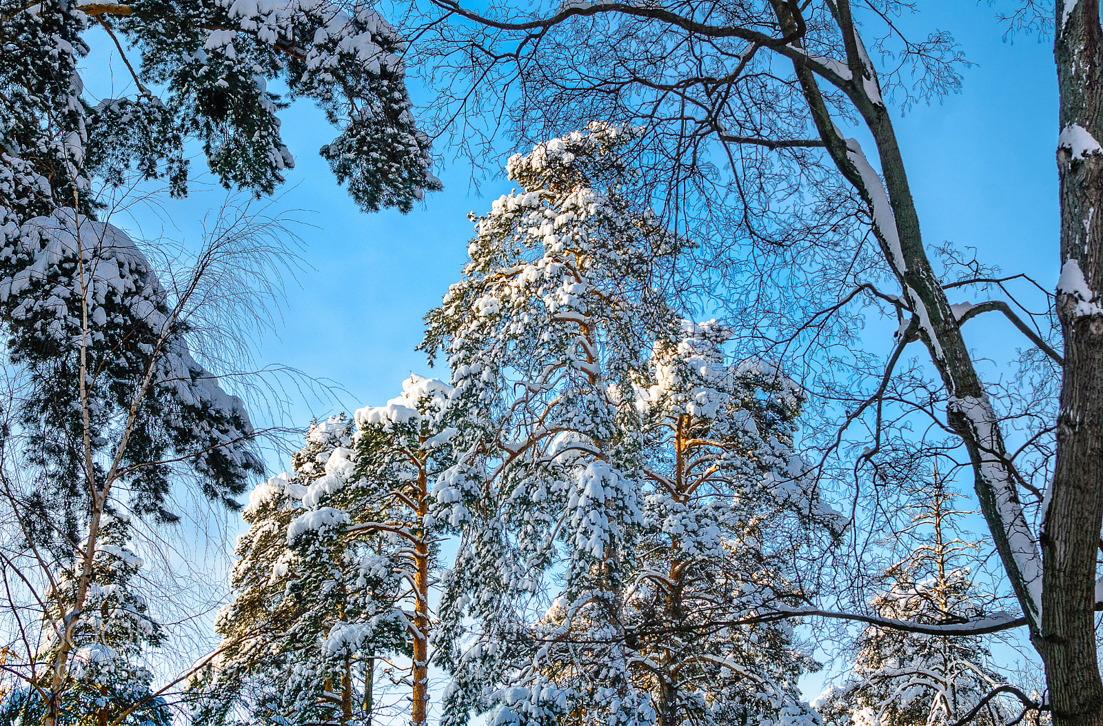 Nikon D80 sample photo. Winter photography